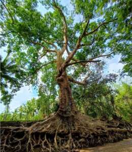A Mature Tree Grows Strong